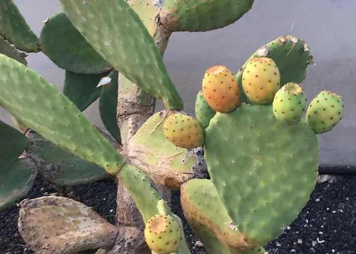 Estrella Del Sur 公寓 Lajita